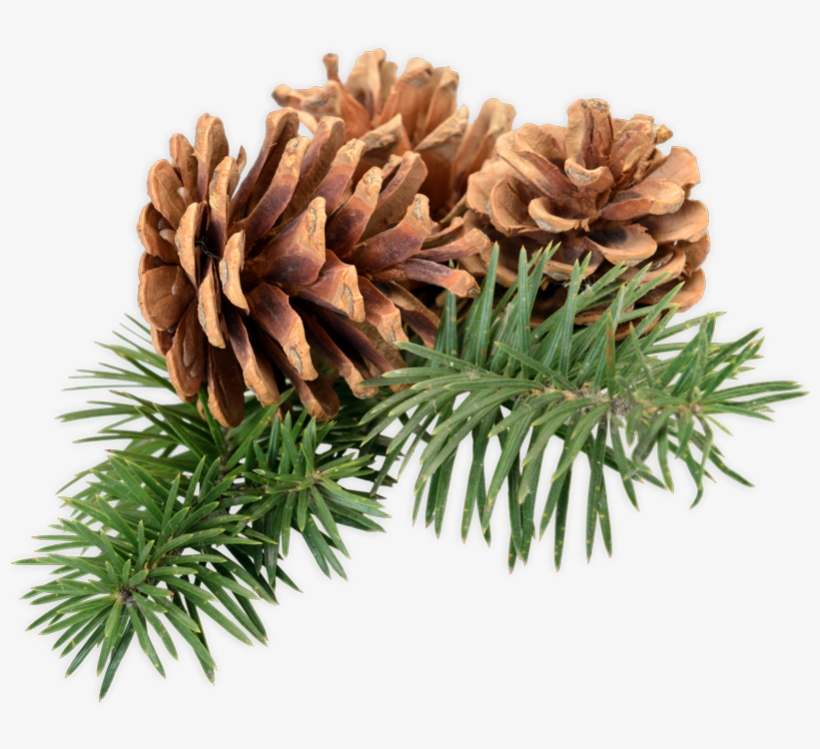 Pine Cones - Mexican Pinyon, transparent png download