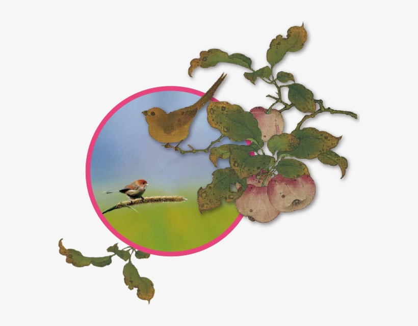 Of A Feather Flocking Together - Nightingale, transparent png download