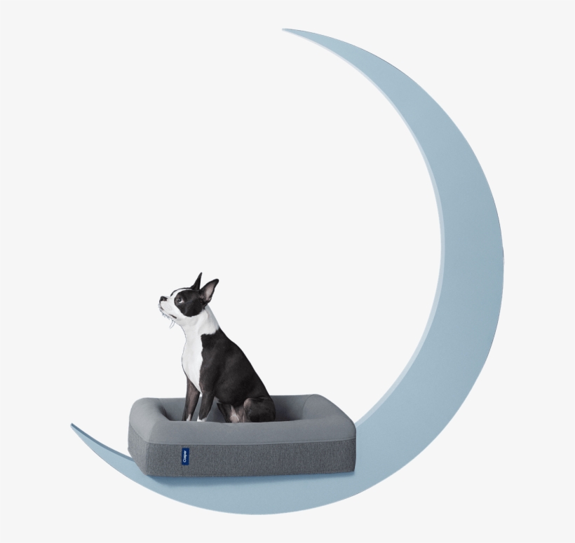 Los Expertos En Reparaciones Del Hogar De Reparalia - Casper Dog Mattress, transparent png download