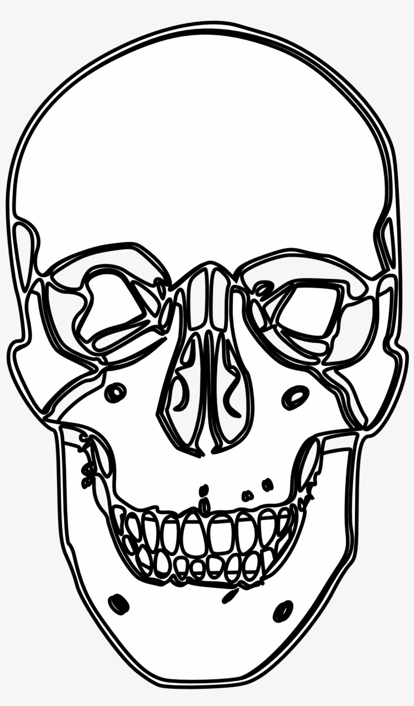 Skull Line Drawing - Skull, transparent png download