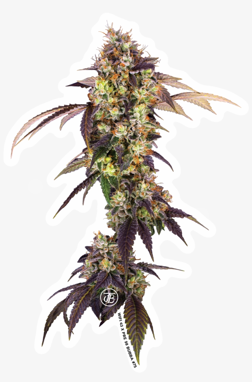 Ananas, transparent png download