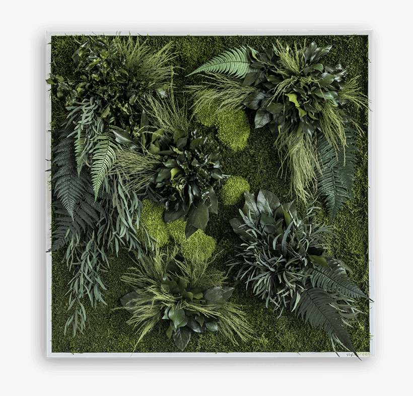 Plant Picture Type - Sabal Palmetto, transparent png download