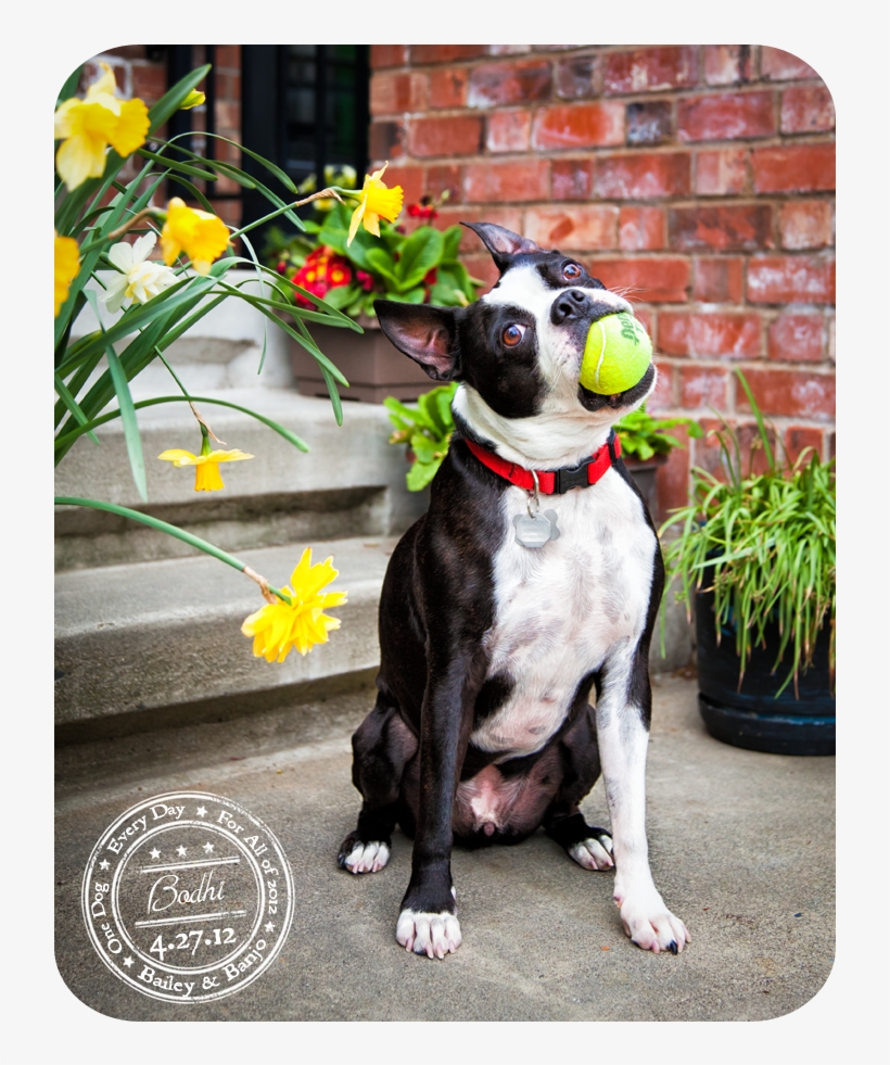 Boston Terrier They All Must Have A Tennis Ball Fetish - Boston Terrier, transparent png download