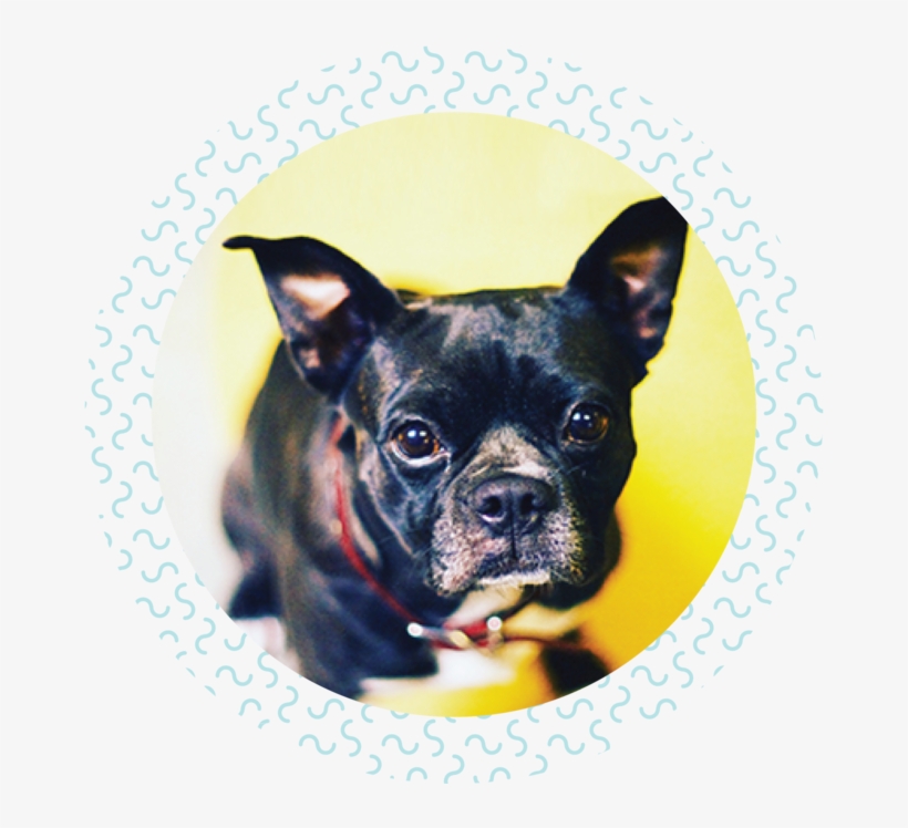 Mother To My Boston Terrier Rescue Stella @ciao Stella, transparent png download