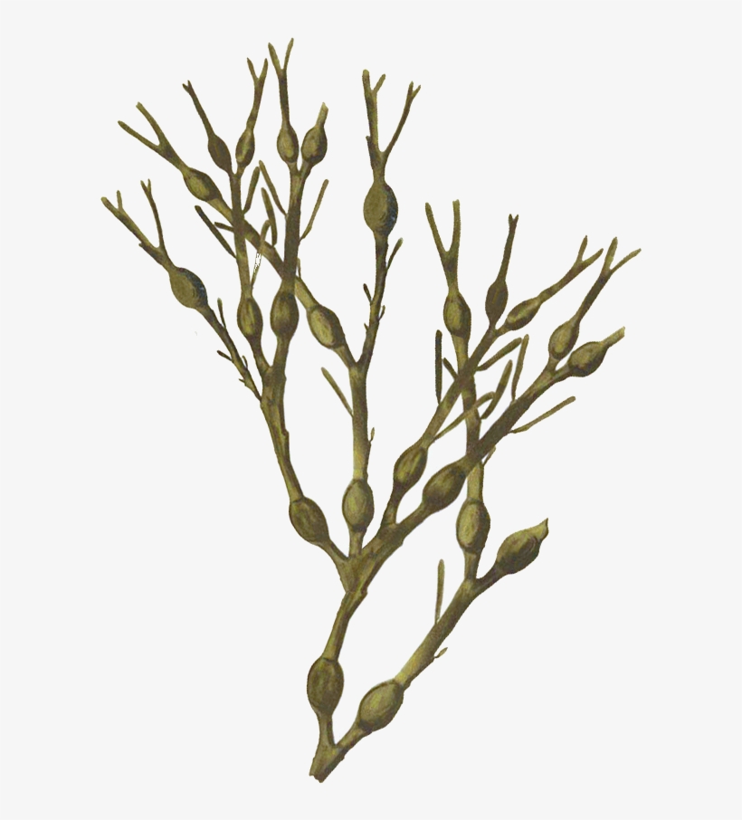Prodotti Arca S - Twig, transparent png download