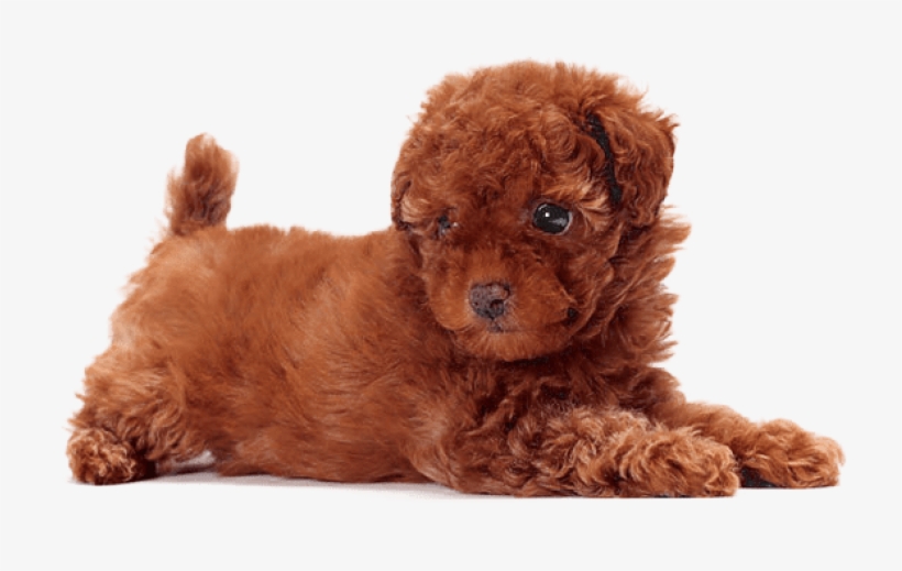 Free Png Download Cute Dogs That Dont Shed Png Images - Cute Dogs That Dont Shed, transparent png download