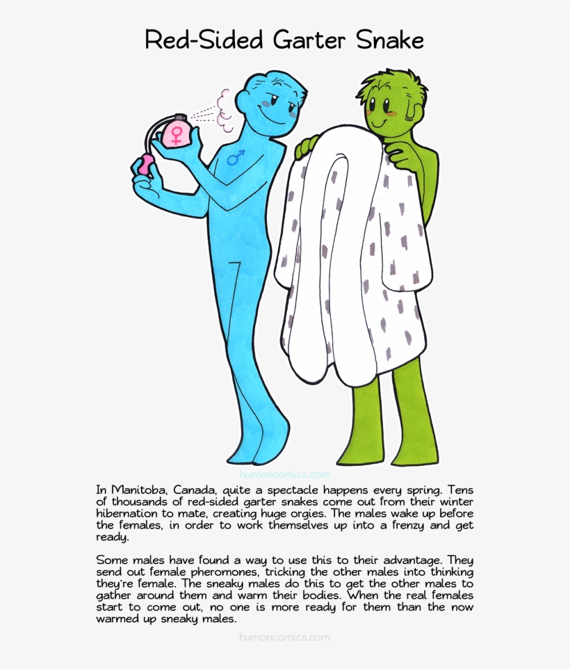 Red-sided Garter Snake - Red Sided Garter Snakes Orgy, transparent png download