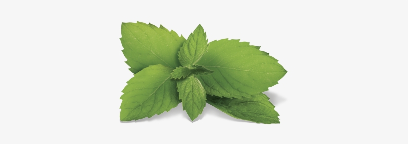 Houseplant, transparent png download