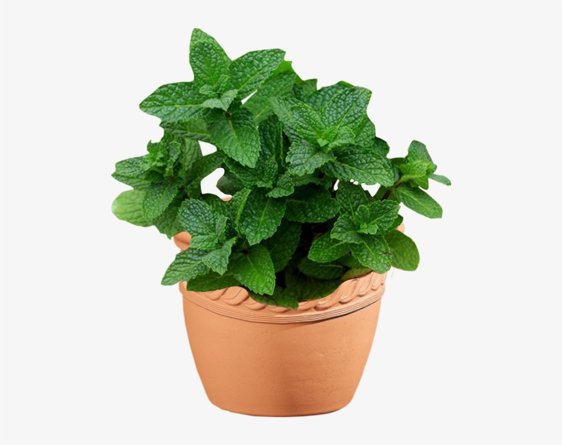 Mint - Basil, transparent png download