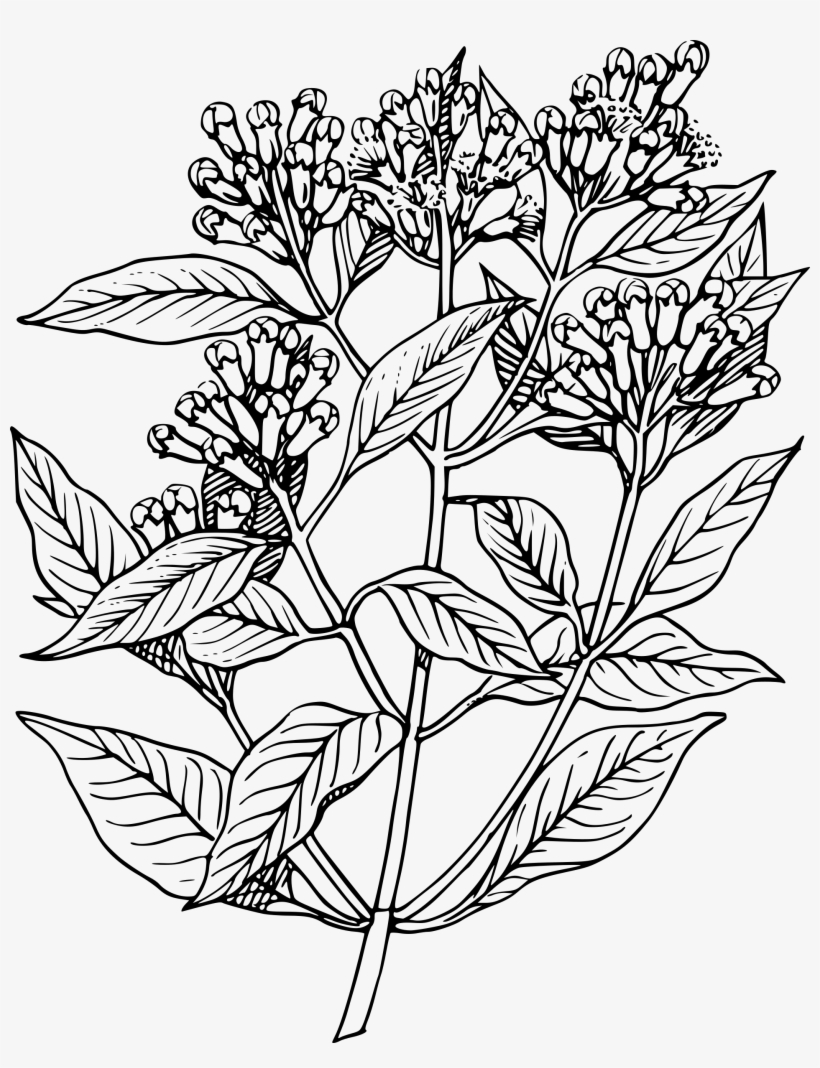 Apple Mint Herb Clip - Herb Clipart Black And White, transparent png download
