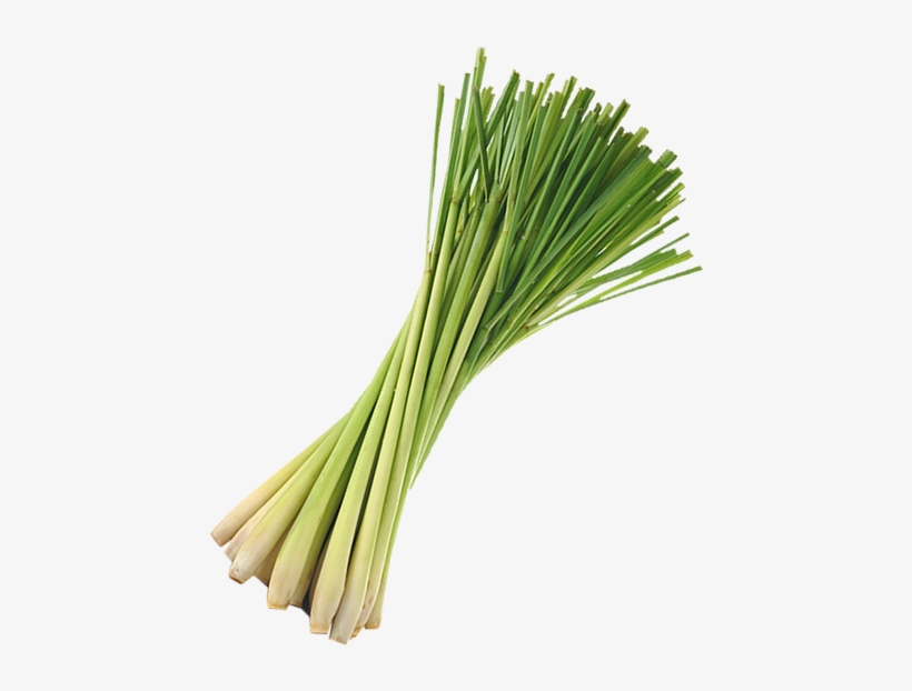 Lemongrass - Cymbopogon Winterianus, transparent png download