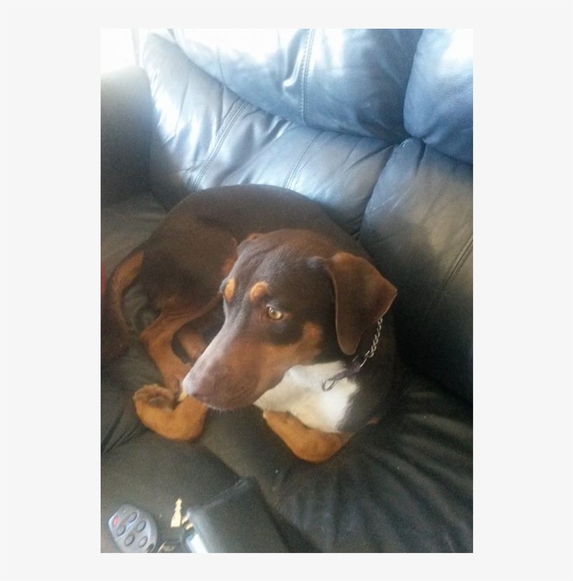 Aquilies Is A Neutered Male, Doberman Mix - Companion Dog, transparent png download