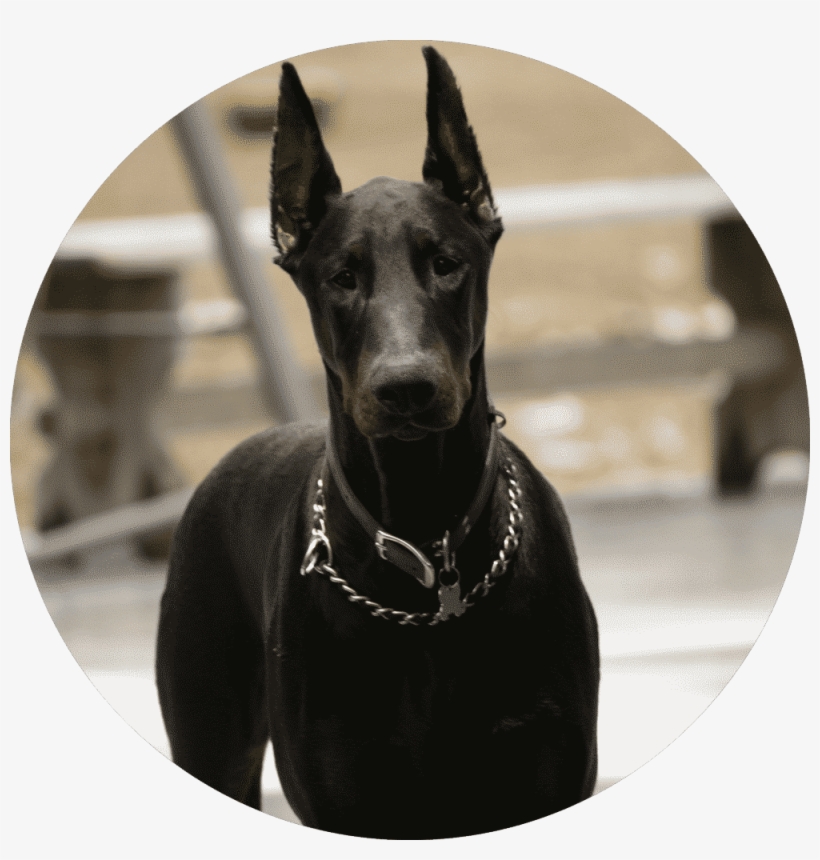 Over The Years, West Coast Has Grown, But Still Maintains - Great Dane, transparent png download