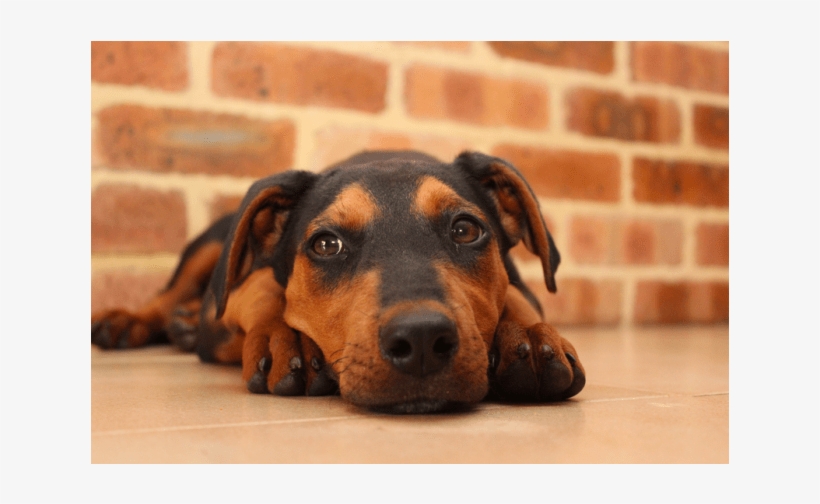 Donate To Petrescue - Companion Dog, transparent png download