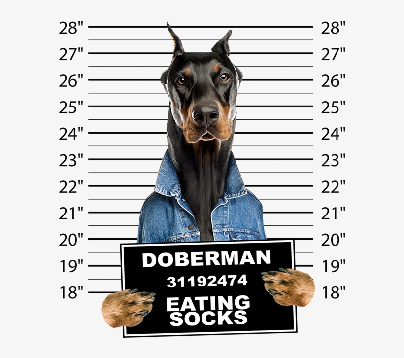 Doberman Mugshot - Doberman Mug Shot, transparent png download