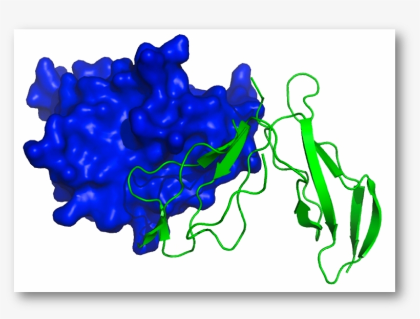 Protein-protein Docking And Homology Modeling Of Complexes - Art, transparent png download