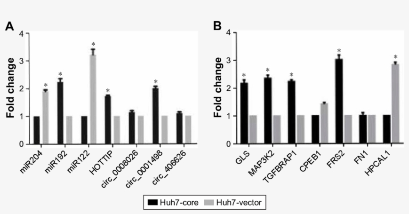 Identification Of Selected Gene Expression In Hcv Core - Skyline, transparent png download