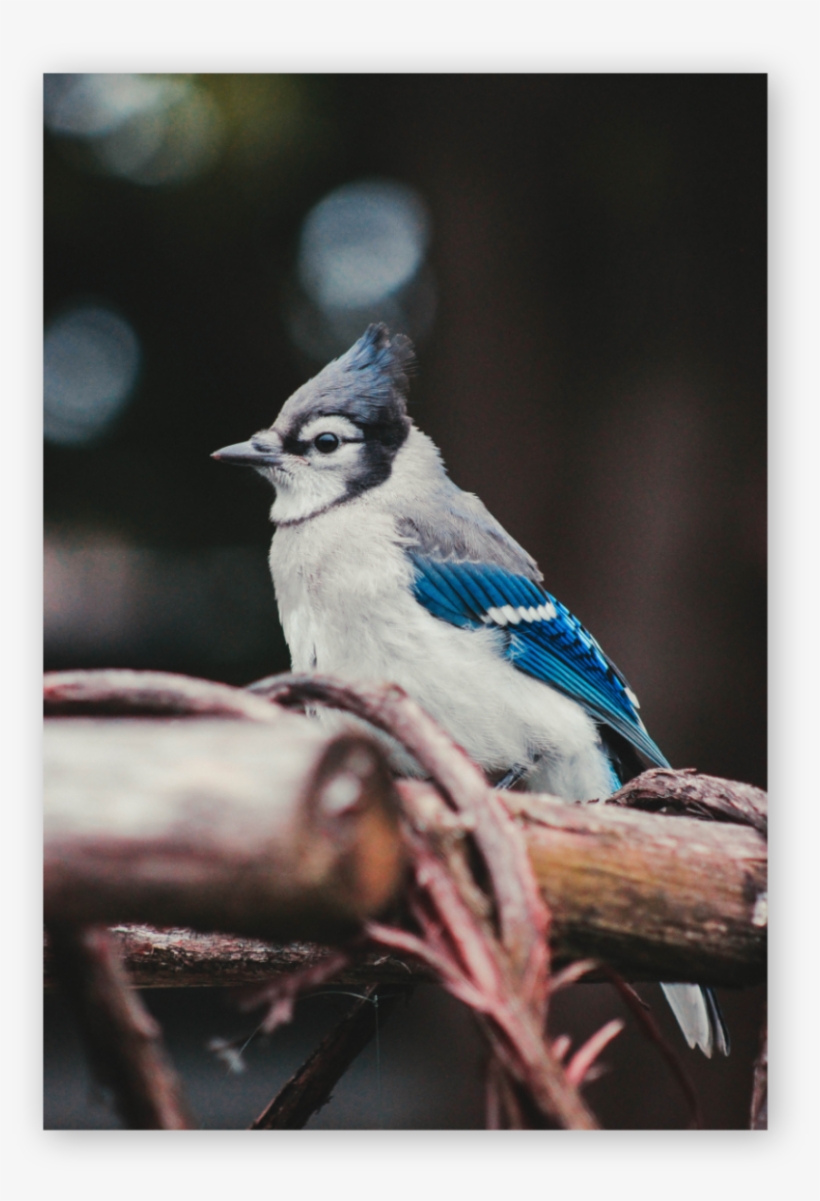 Why A Blue Jay The Blue Jay Is A Planner, It Values, transparent png download