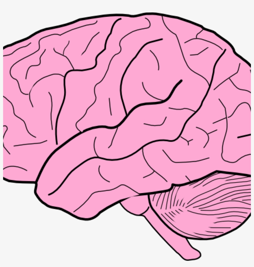 Brain Clipart Clip Art At Clker Vector Online Royalty - Brain Clipart Png, transparent png download