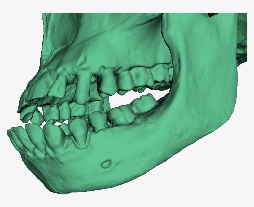 A 3d Model Of Turkana Boy's Skull Without Texture - Smile, transparent png download