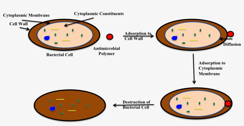File - - Chloroxylenol Kill Bacteria Diagram, transparent png download