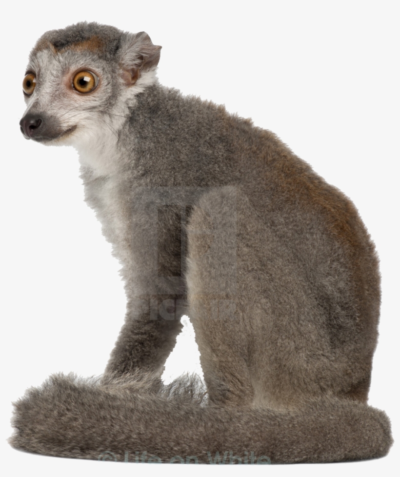 Monkey, transparent png download