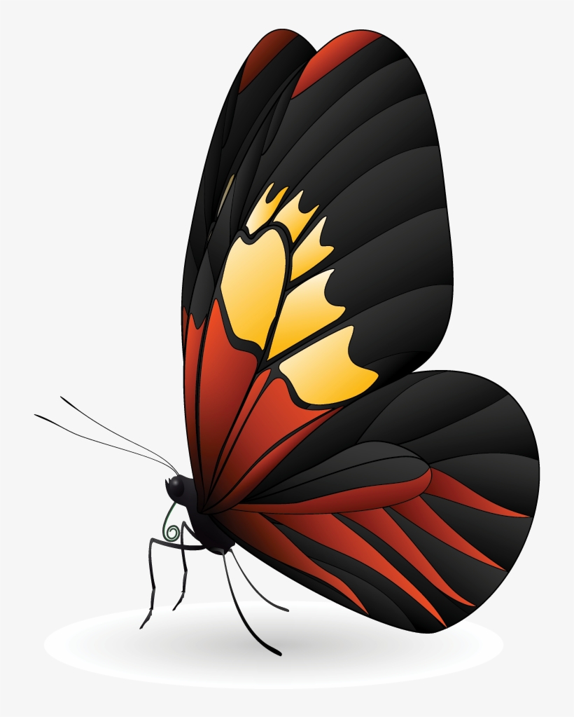 Beautiful Design, transparent png download