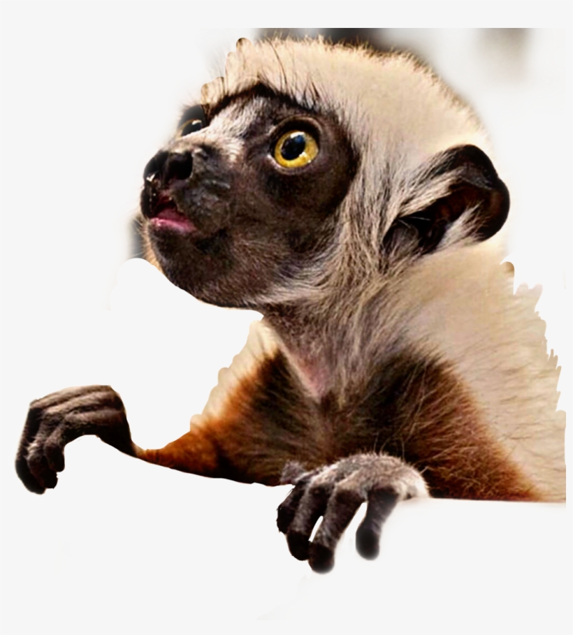Baby Lemur Animal Cute Furry Curious Freetoedit - Coquerel's Sifaka Lemur Baby, transparent png download