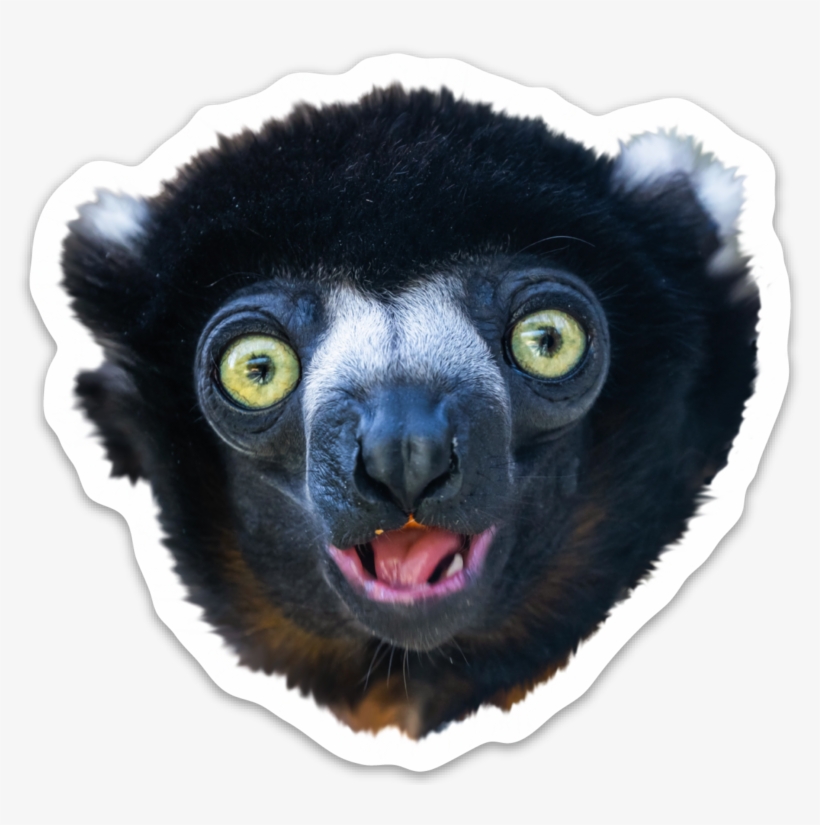 Sifaka, transparent png download