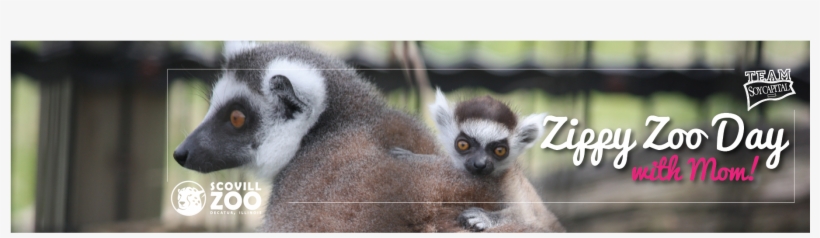 Zippyzoo Webbanner - Madagascar Cat, transparent png download