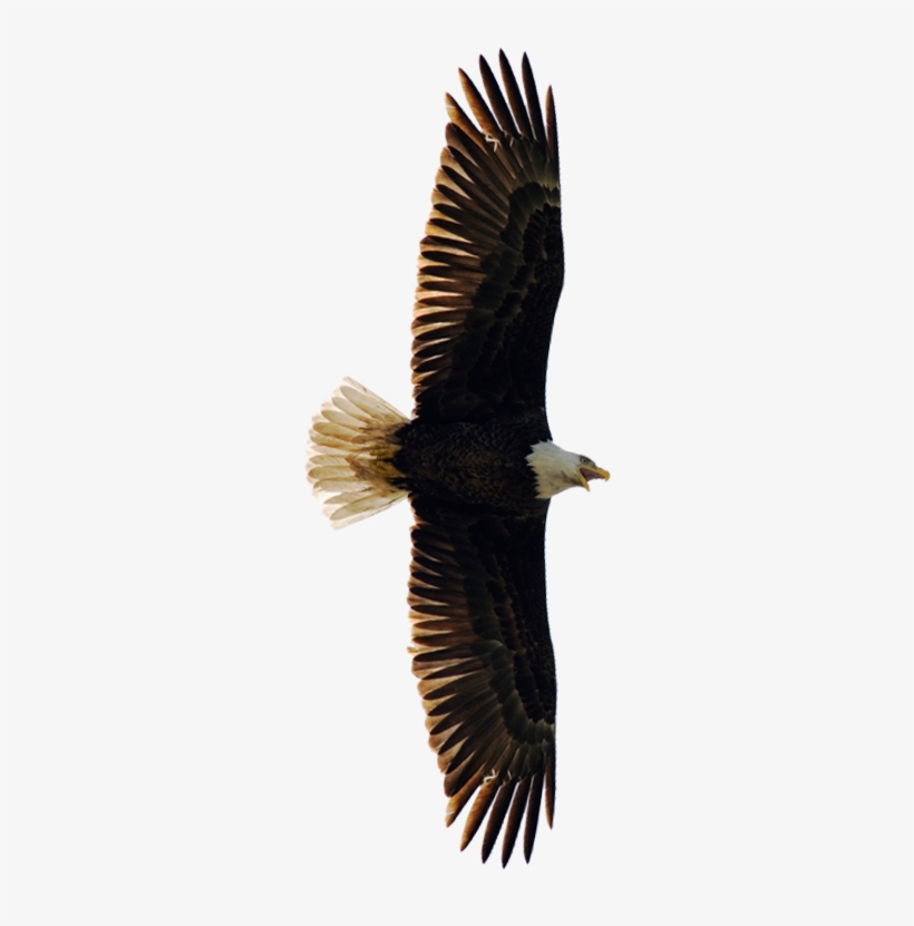 Native American Law - Transparent Native American Png, transparent png download