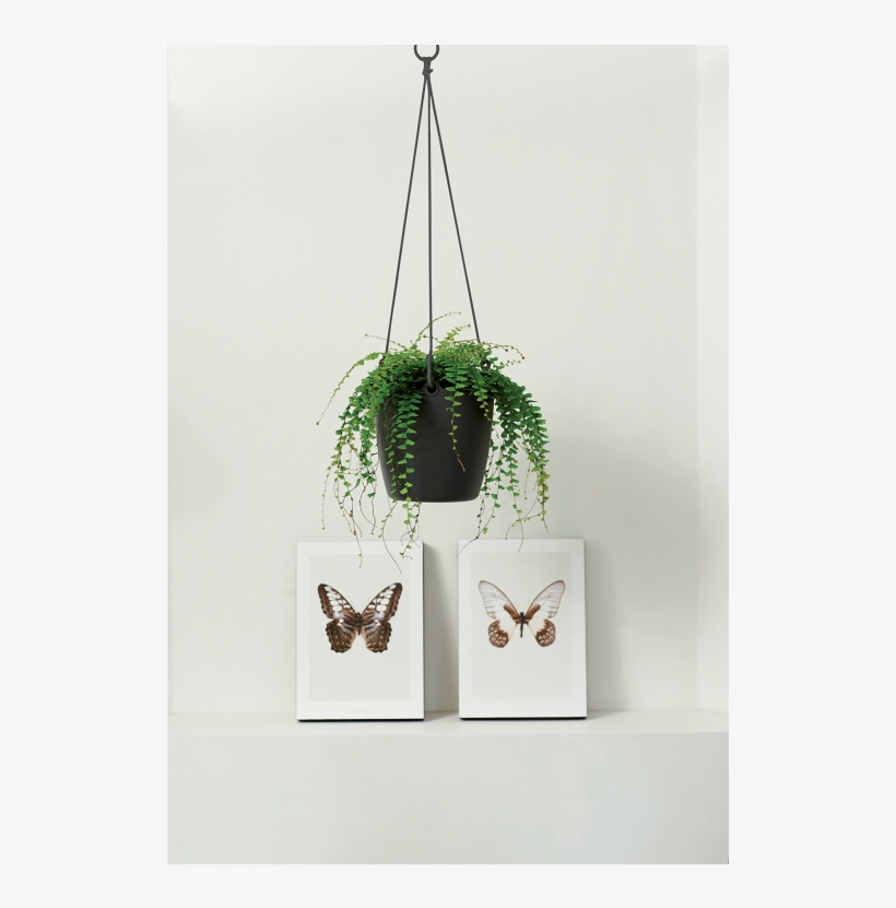 Home > Collection > Brussels Hanging Basket - Elho Brussels Hanging Basket 18cm White, transparent png download