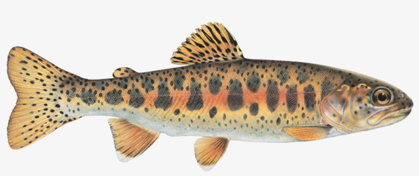 Sign Up For Season - Redband Trout Spokane River, transparent png download