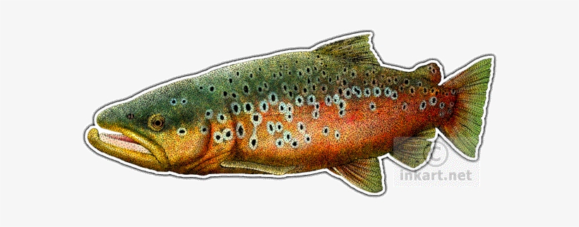 Brown Trout - Brown Trout Mousepad, transparent png download