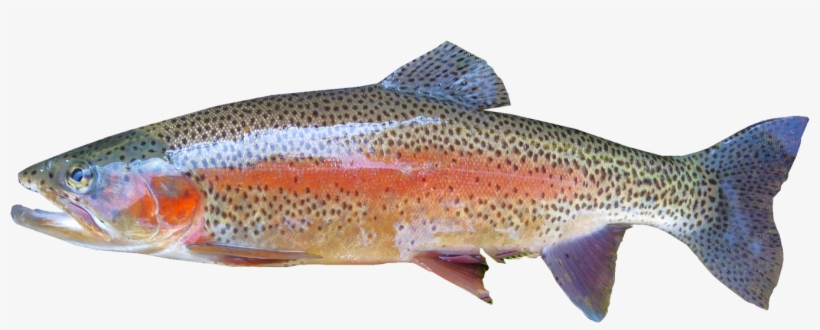 Isolated, Rainbow Trout, Freshwater - Rainbow Trout Fish, transparent png download
