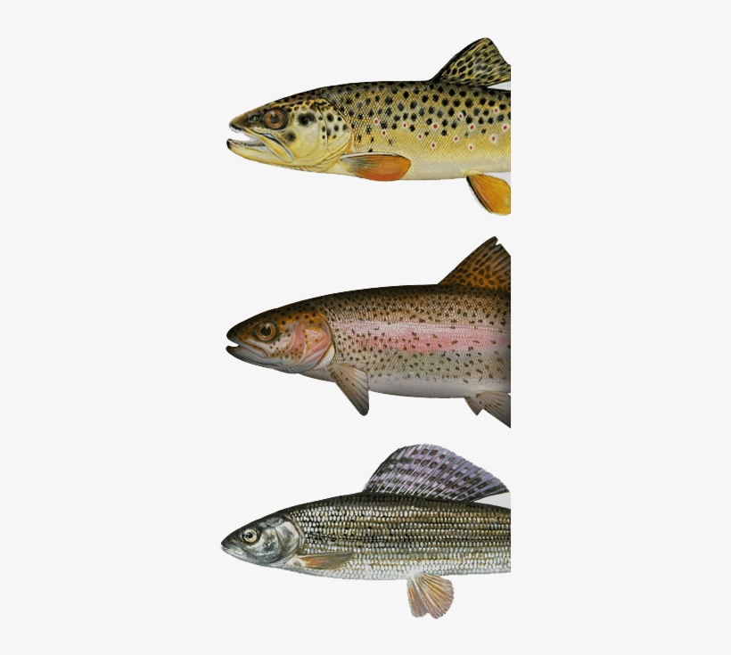 Full Terms And Conditions - Anonymous - Rainbow Trout Canvas, transparent png download
