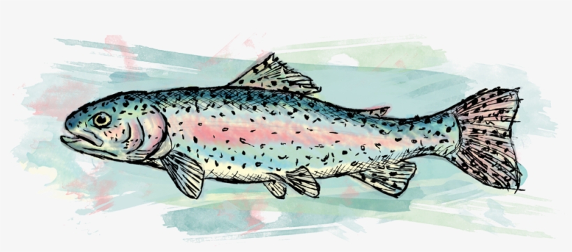 Drawings And Digital Paintings - Trout, transparent png download