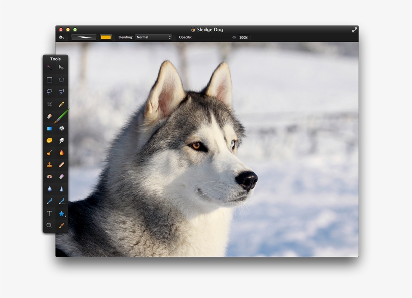 Open The Image To Which You Would Like To Add A Snow - Os Cachorro Mais Bonito Do Mundo, transparent png download