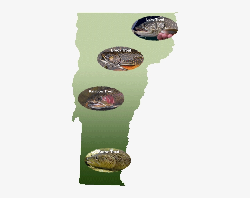 Vermont's Wild Trout - Vermont Fish & Wildlife Department, transparent png download