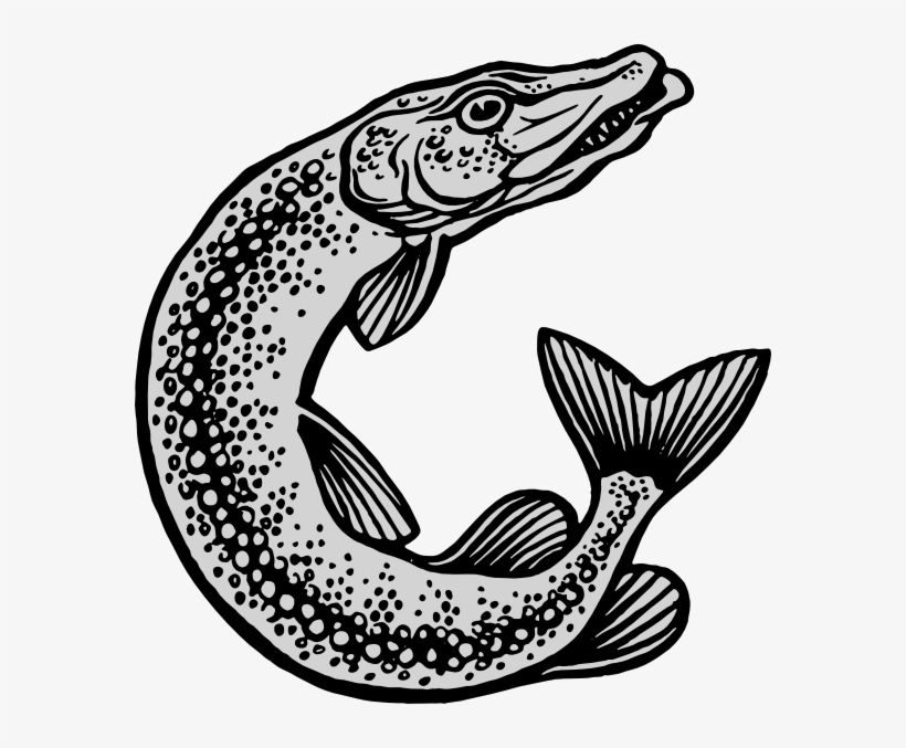 Fish Clip Art Free Vector - Fish And Fishing Equipment, transparent png download