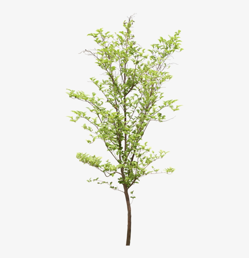 Tubes Arbres Et Verdures - Architectural Tree No Background, transparent png download