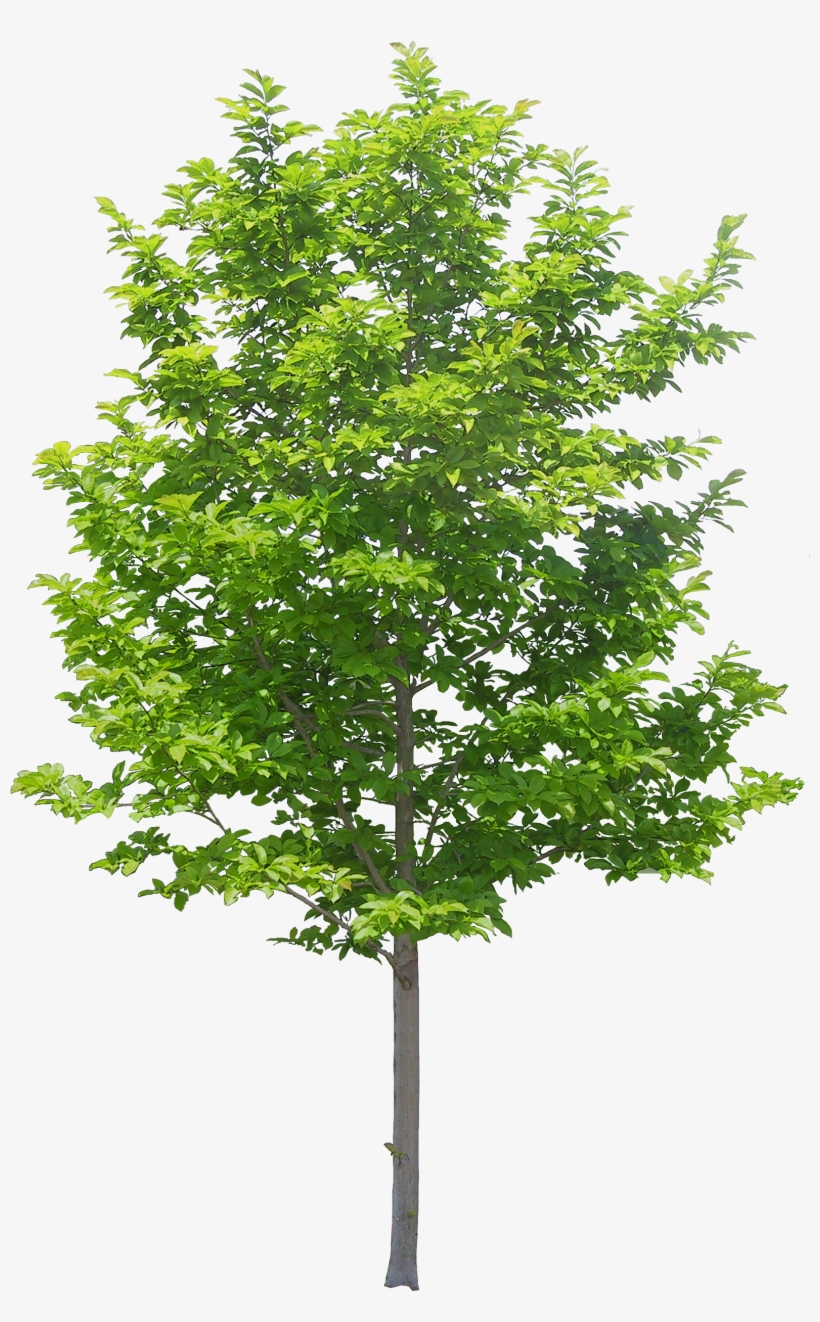 Arvore2 - Tree Png, transparent png download