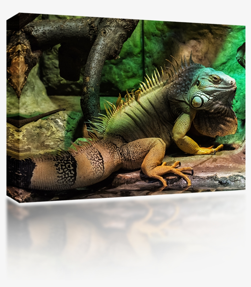 Iguana - South American Iguana, transparent png download
