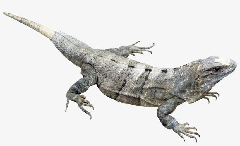 Iguana Png, transparent png download