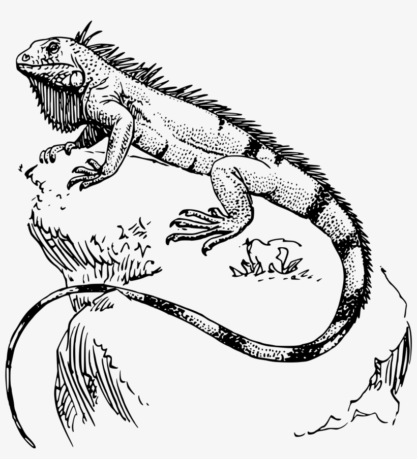 Iguana Icons Png - Iguana Tattoo, transparent png download