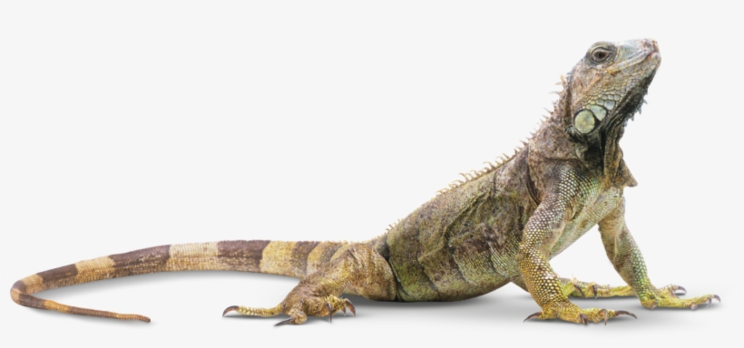 “reptiles”的图片搜索结果 - 파충류 Png, transparent png download