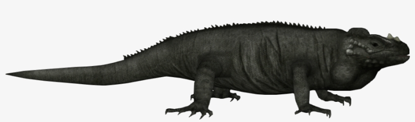 Rhinoceros Iguana - Zt2 Download Library Iguana, transparent png download