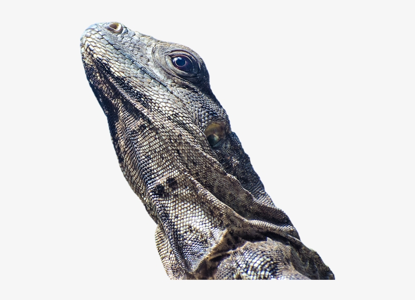Iguana, Lizard, Scale, Reptile, Animal, Animal World - Lizard, transparent png download