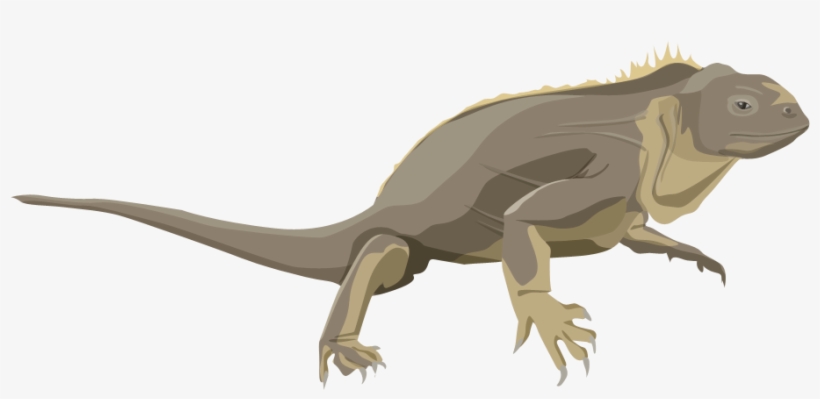 Jpg Freeuse Stock California Academy Of Sciences Gal - Galapagos Png, transparent png download