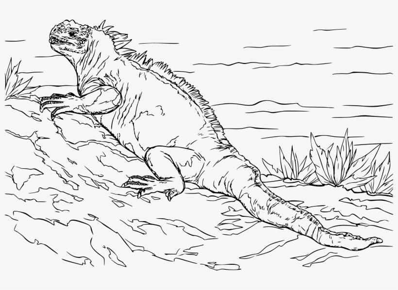 Medium Image - Leguán Ještěrka Leguán Kreslený, transparent png download